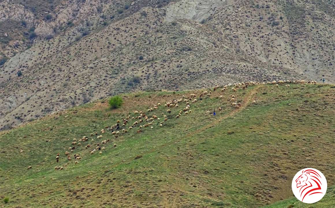نمایی از چرا گوسفندان در روستای بی بهره یا بیواره